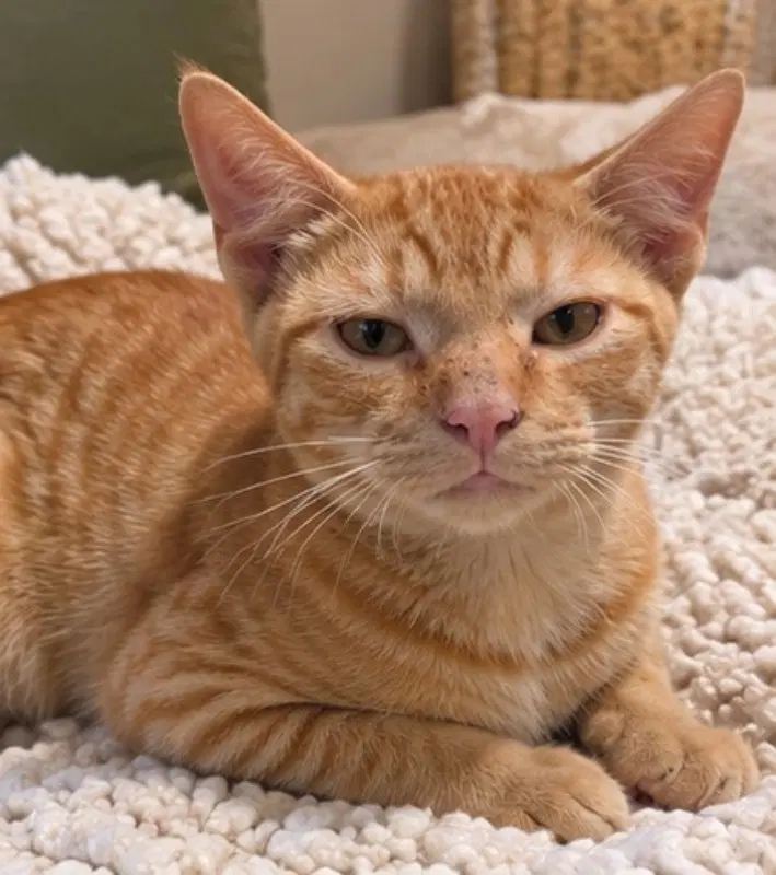 Benny, a male Tabby cat up for adoption