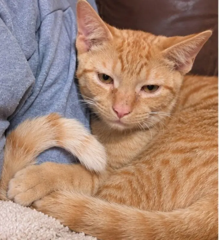 Benny, photo 4