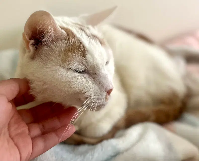 Norman, a young male cat up for adoption