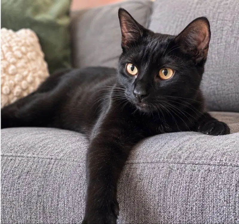 Burdock, a female Bombay cat up for adoption