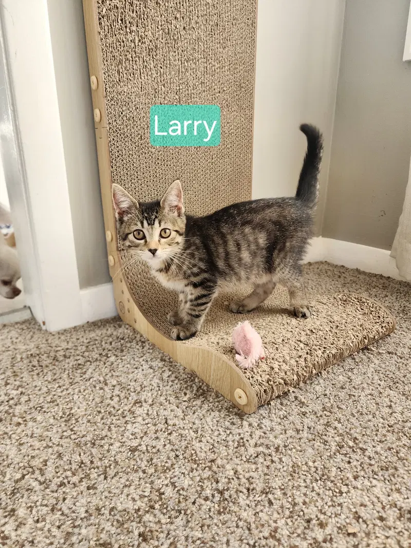 Sweetie Pie and Larry BONDED PAIR, photo 4