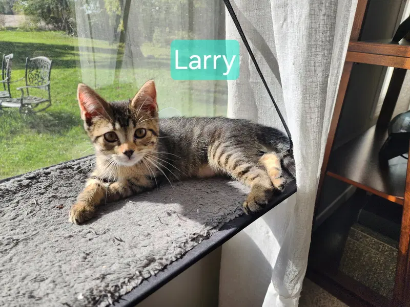 Sweetie Pie and Larry BONDED PAIR, photo 5
