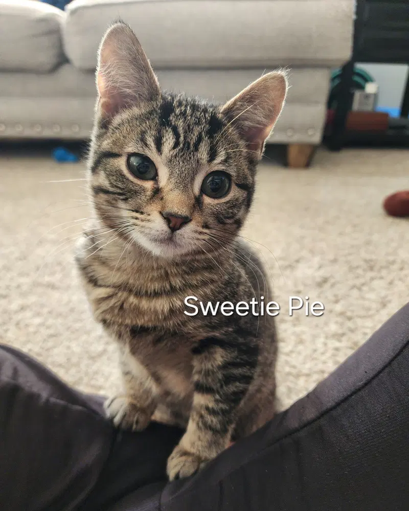Sweetie Pie and Larry BONDED PAIR, photo 3