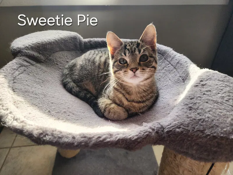Sweetie Pie and Larry BONDED PAIR, photo 6