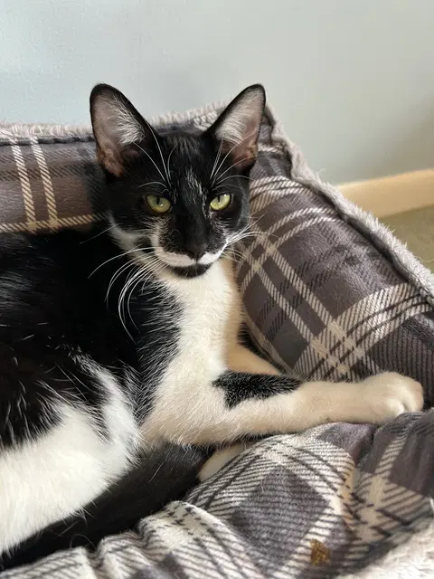 Watch the video of Devon