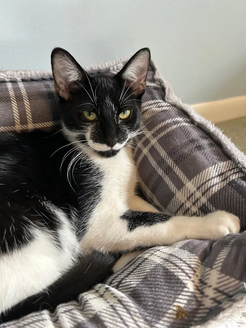 Devon, a young male cat up for adoption