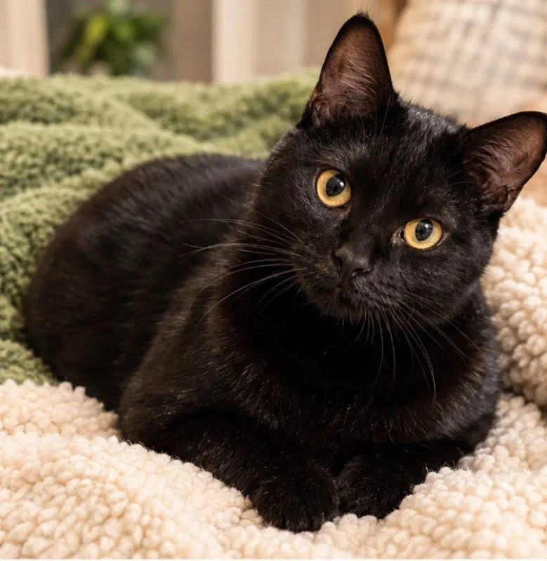 Slinky, a female Bombay cat up for adoption