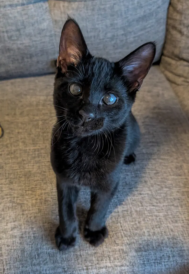 Desi, a male kitten up for adoption
