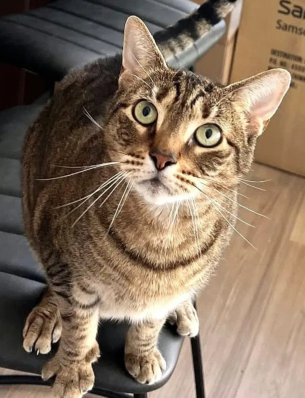 Midori, an adult female cat up for adoption