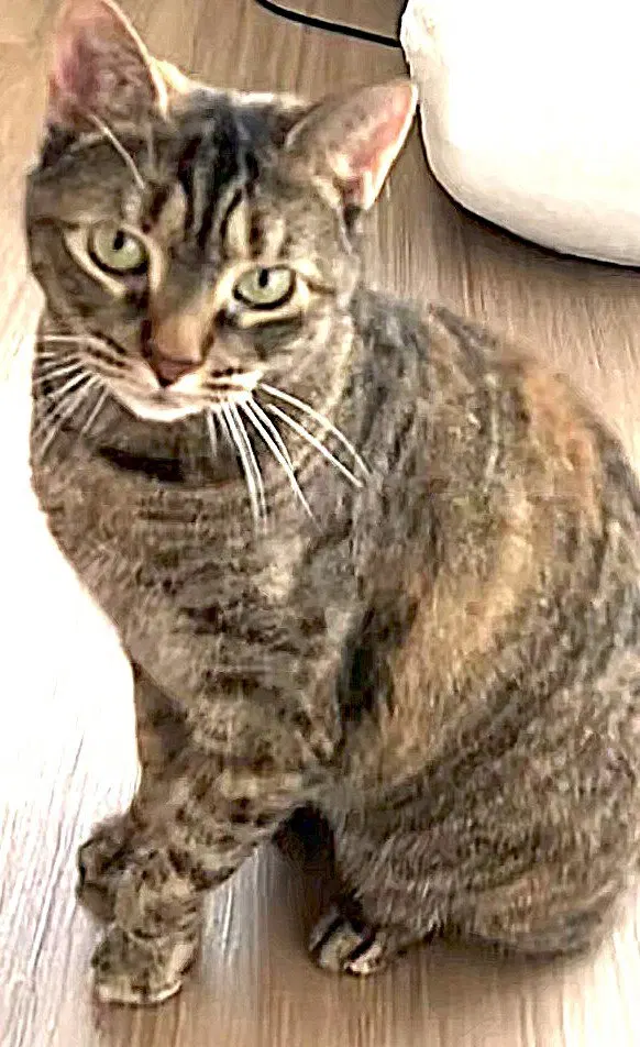 Julep, an adult female cat up for adoption
