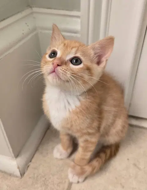 Watch the video of Paneer