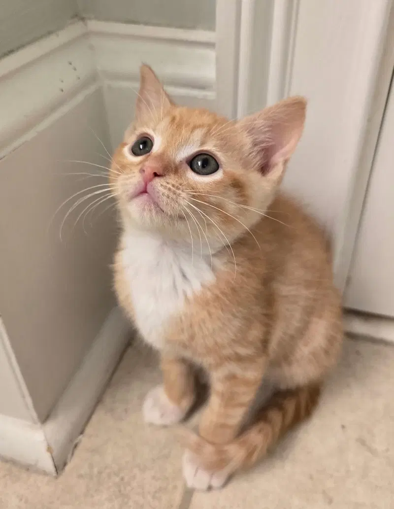 Paneer, a male kitten up for adoption