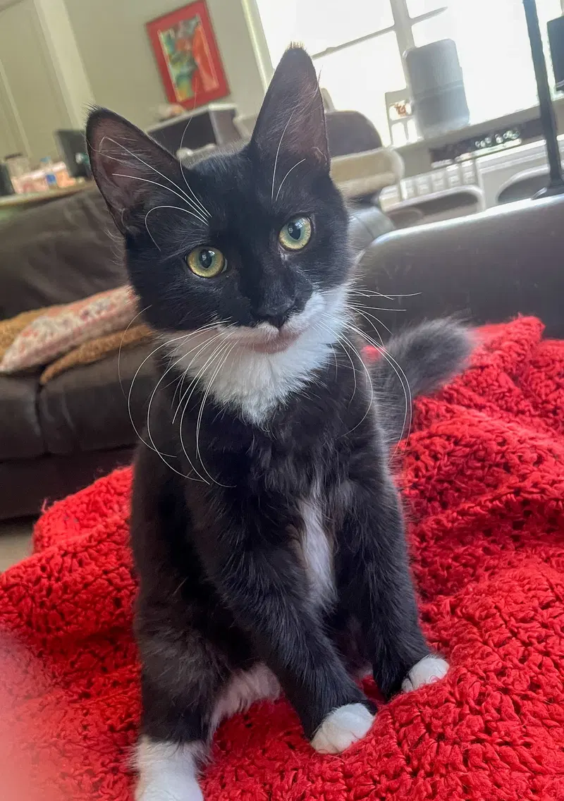 Lex, a male kitten up for adoption
