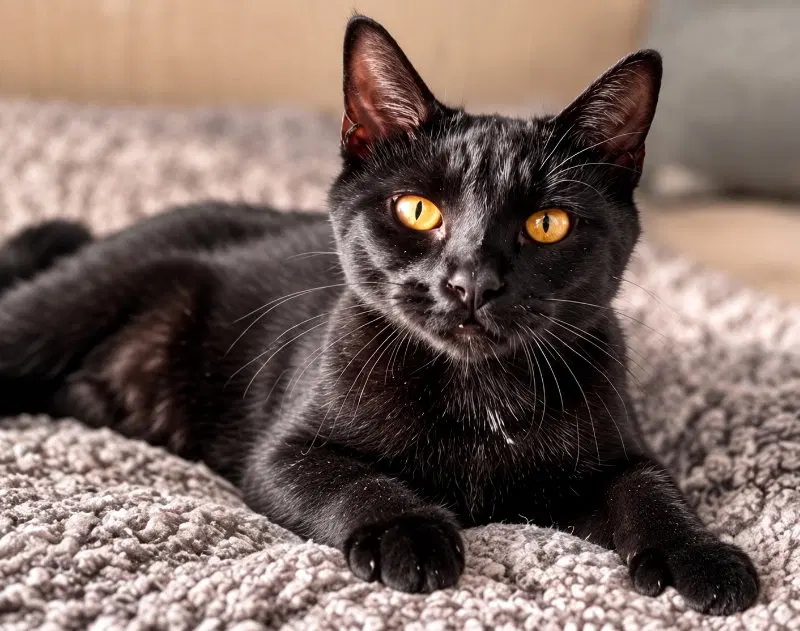 Raj, a female Extra-Toes Cat (Hemingway Polydactyl) cat up for adoption