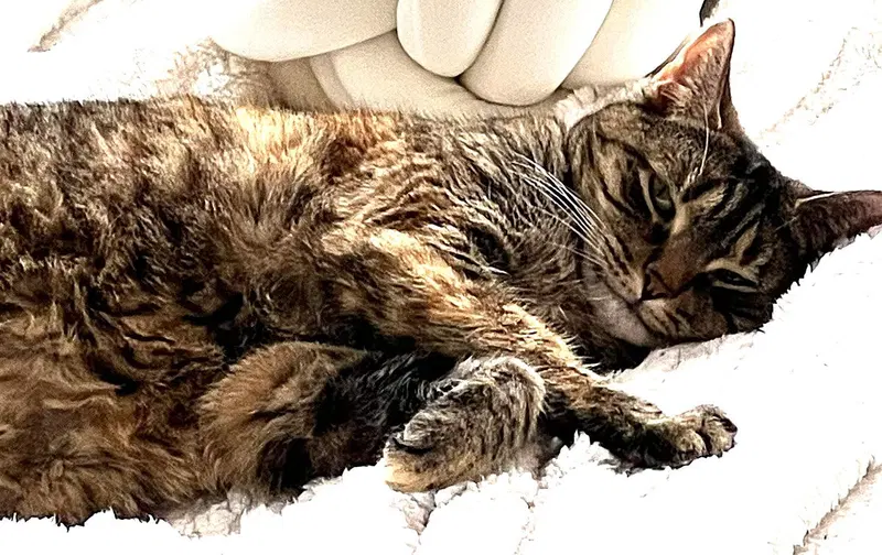Julep, photo 2