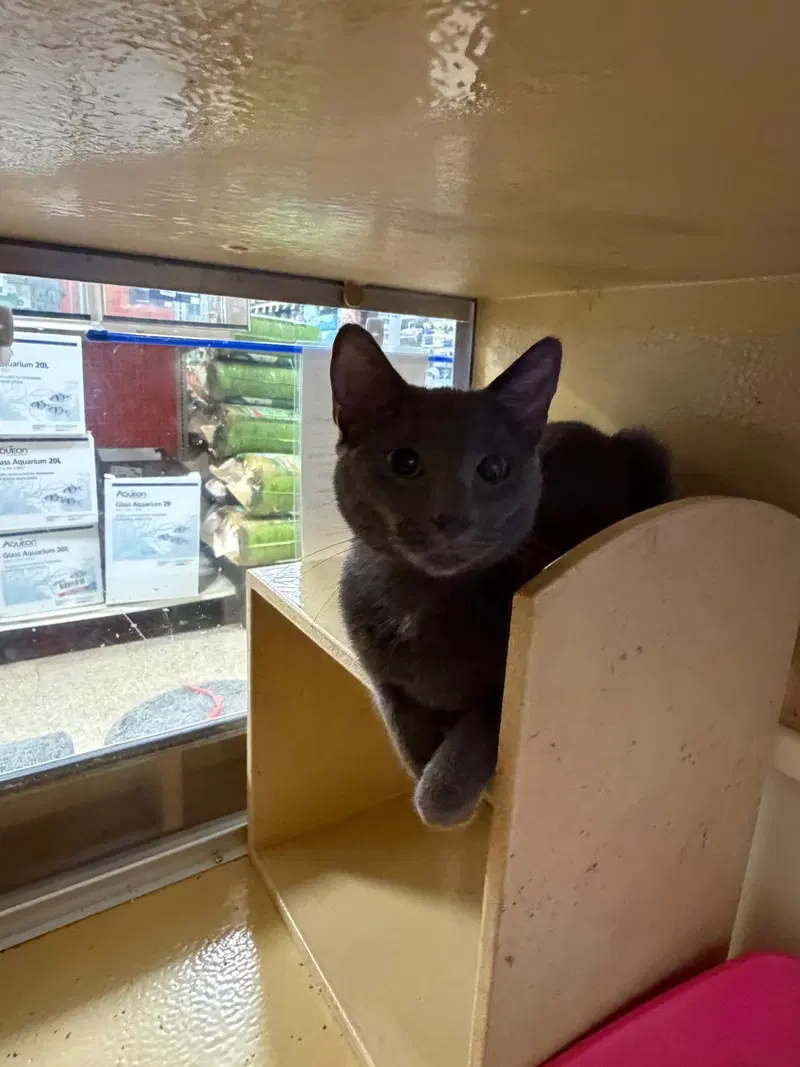 Stormy, an adult female cat up for adoption
