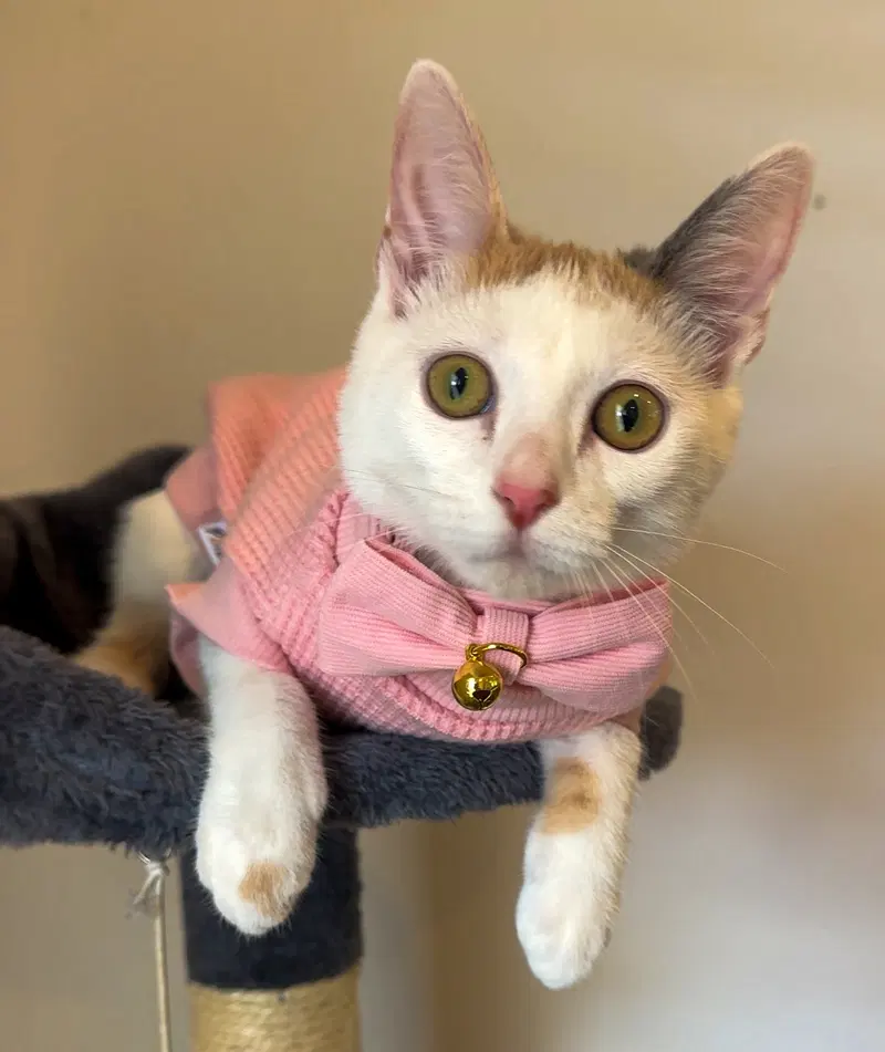 Madison, a female Calico kitten up for adoption