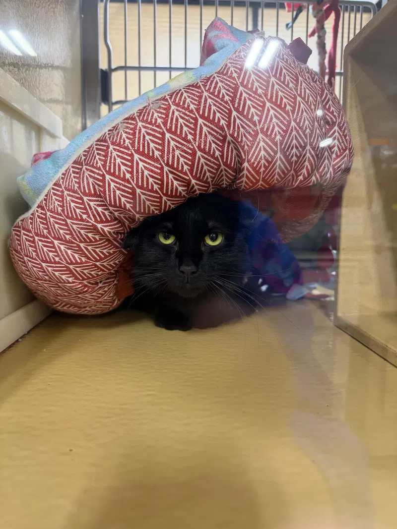 Smokey, an adult female cat up for adoption