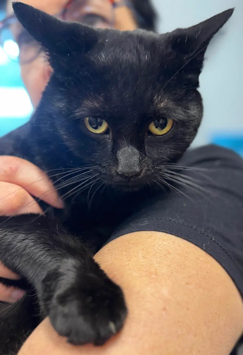 Toby, a young male Bombay cat up for adoption