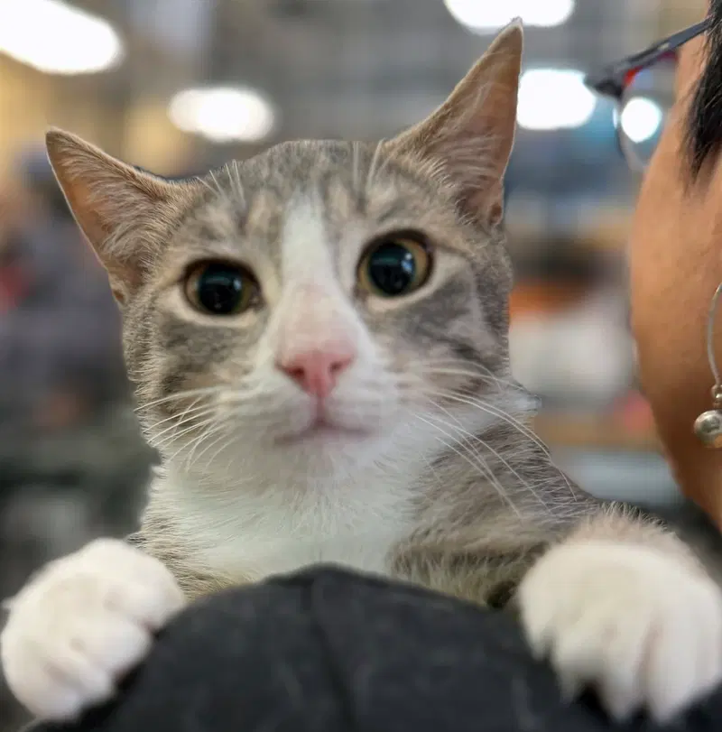 Echo Beach, a female kitten up for adoption