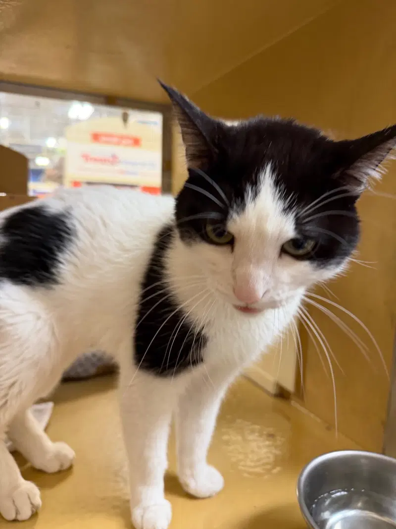 Dean, an adult male cat up for adoption