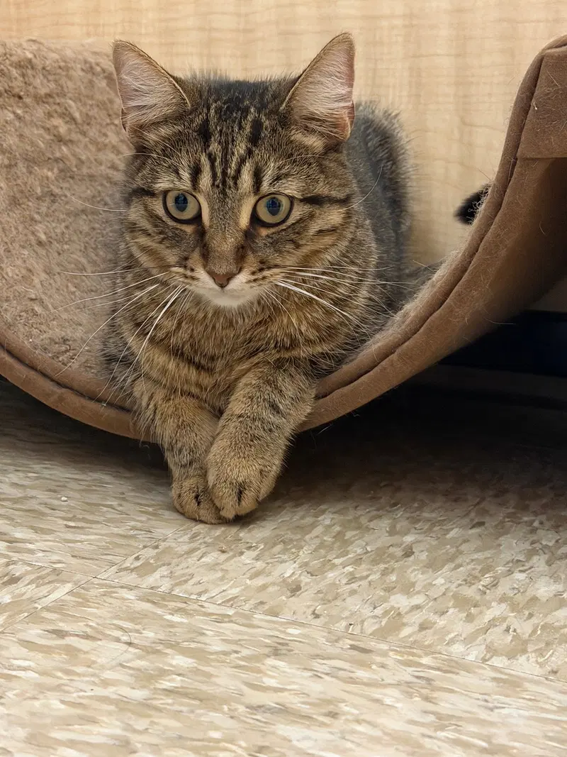 Pasha, an adult male cat up for adoption