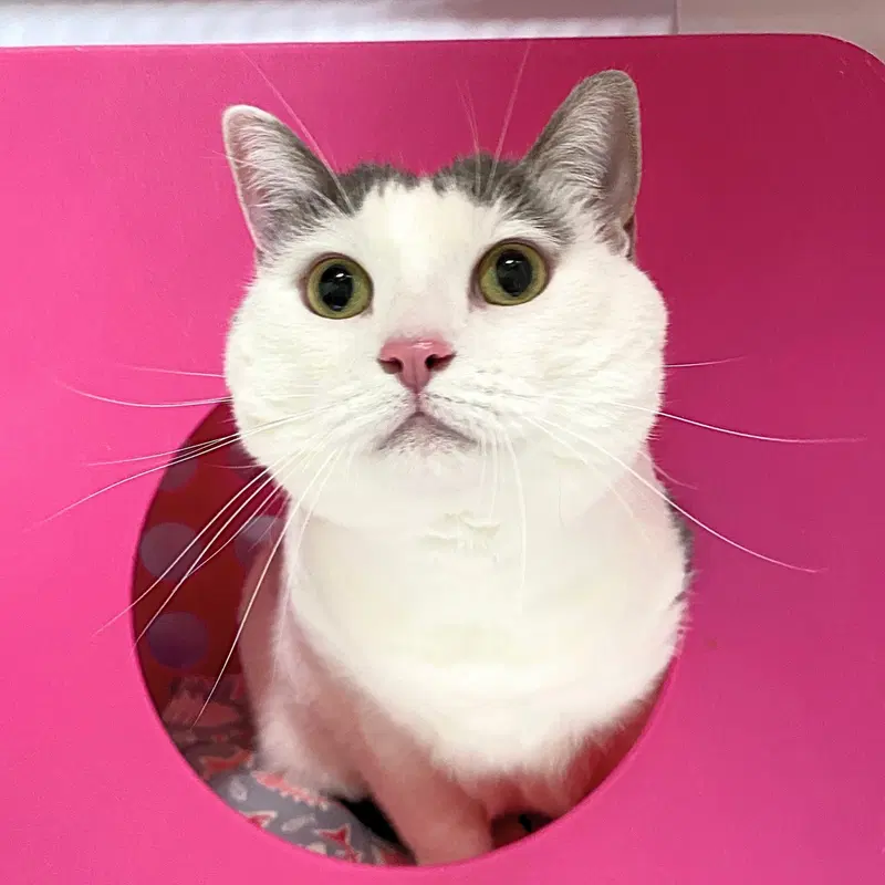 Frida, an adult female cat up for adoption