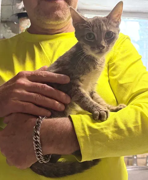 Watch the video of Daphne
