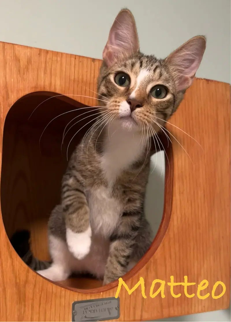 Matteo, a young male cat up for adoption