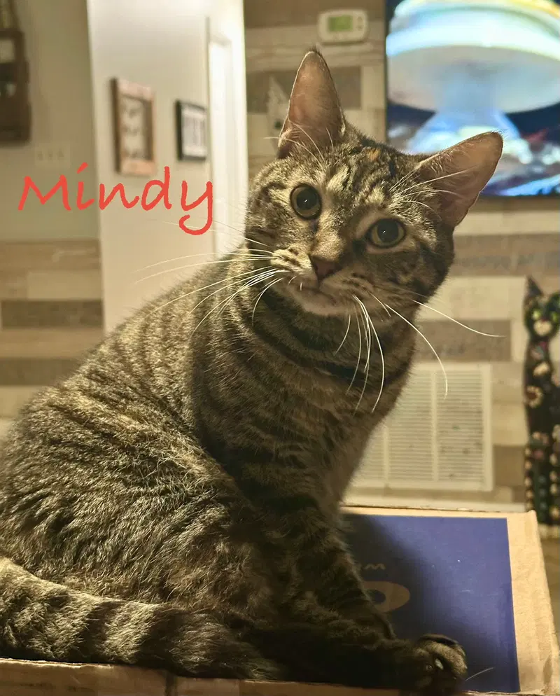 Mindy, an adult female cat up for adoption