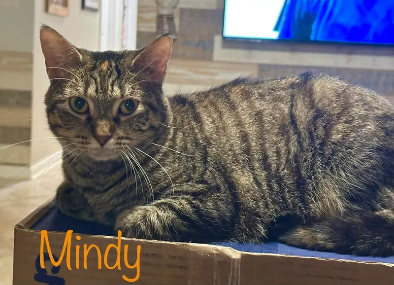 Mindy, photo 2