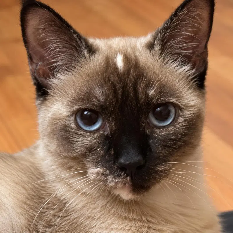 Serendipity Leister, a young female cat up for adoption