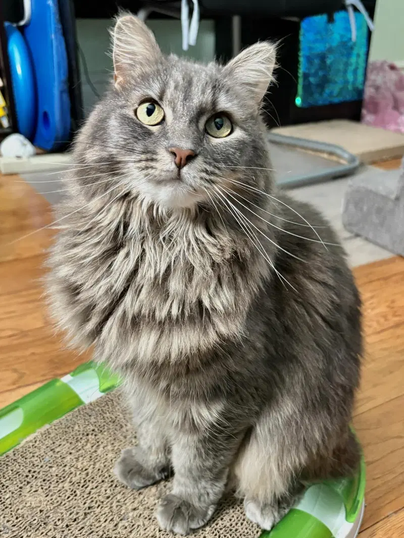 Everly Evermeow, an adult female cat up for adoption