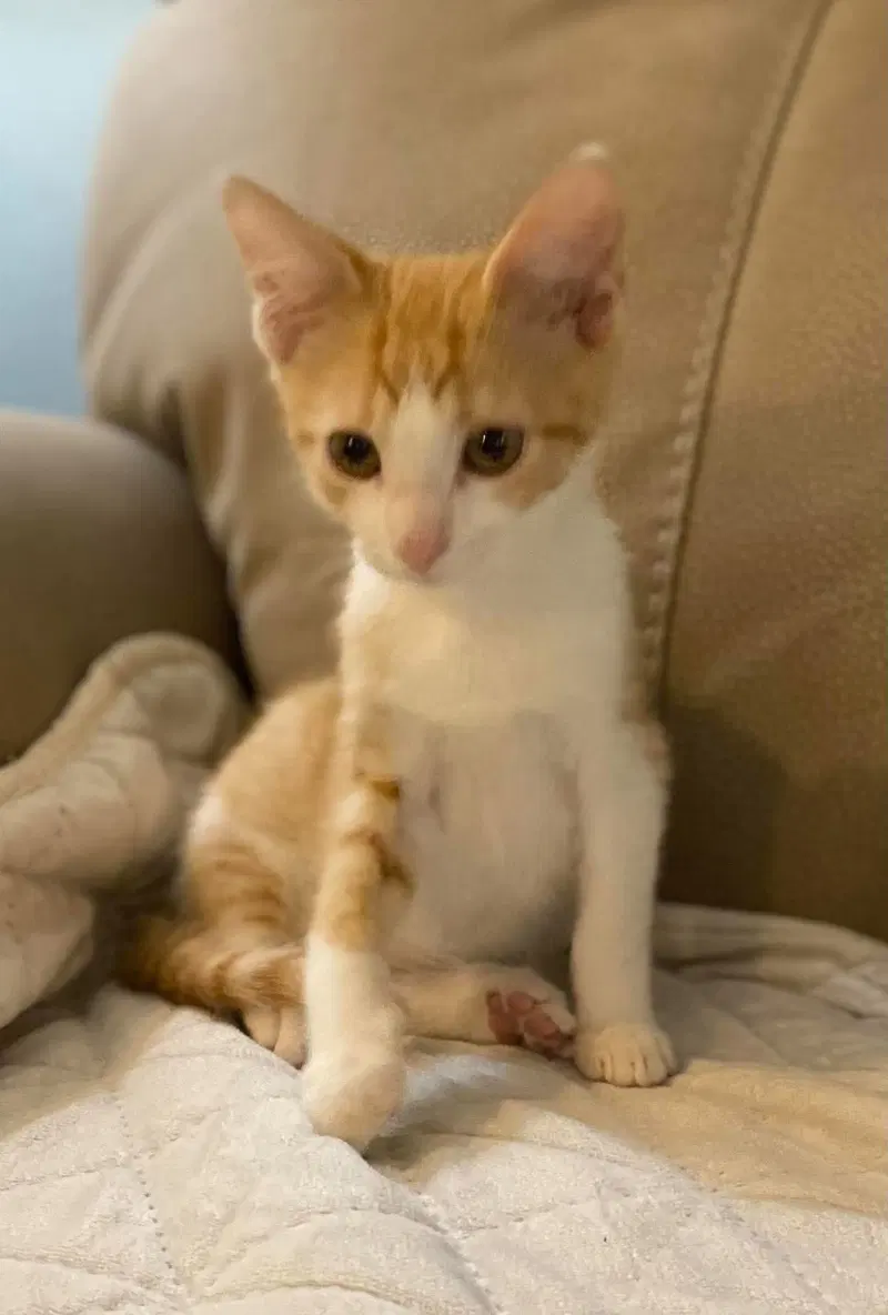 Martin, a male kitten up for adoption