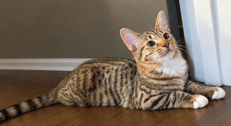 Espie, a young female cat up for adoption