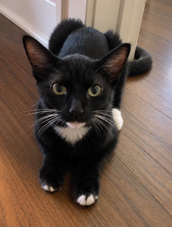Jolt, a young male cat up for adoption