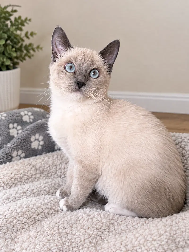 Rosaline, a young female Snowshoe cat up for adoption