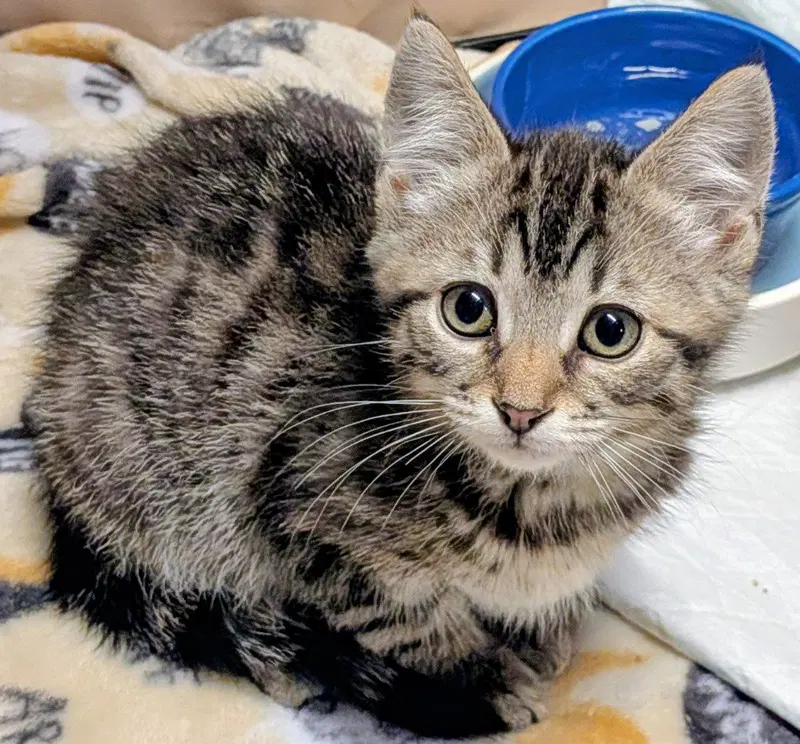 Ausable, a female kitten up for adoption