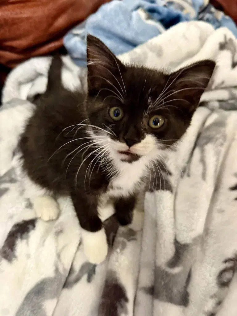 Amazon, a male kitten up for adoption