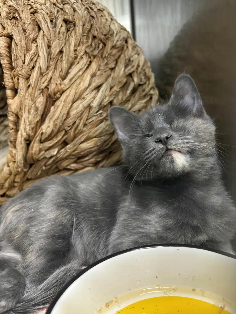 Gimlet Marie Bonded With Cosmo Marie, a female kitten up for adoption