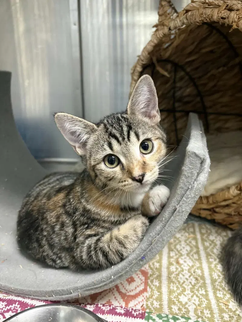 Cosmo Marie Bonded With Gimlet Marie, a female Tabby kitten up for adoption