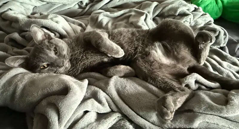 Luna, a young female cat up for adoption