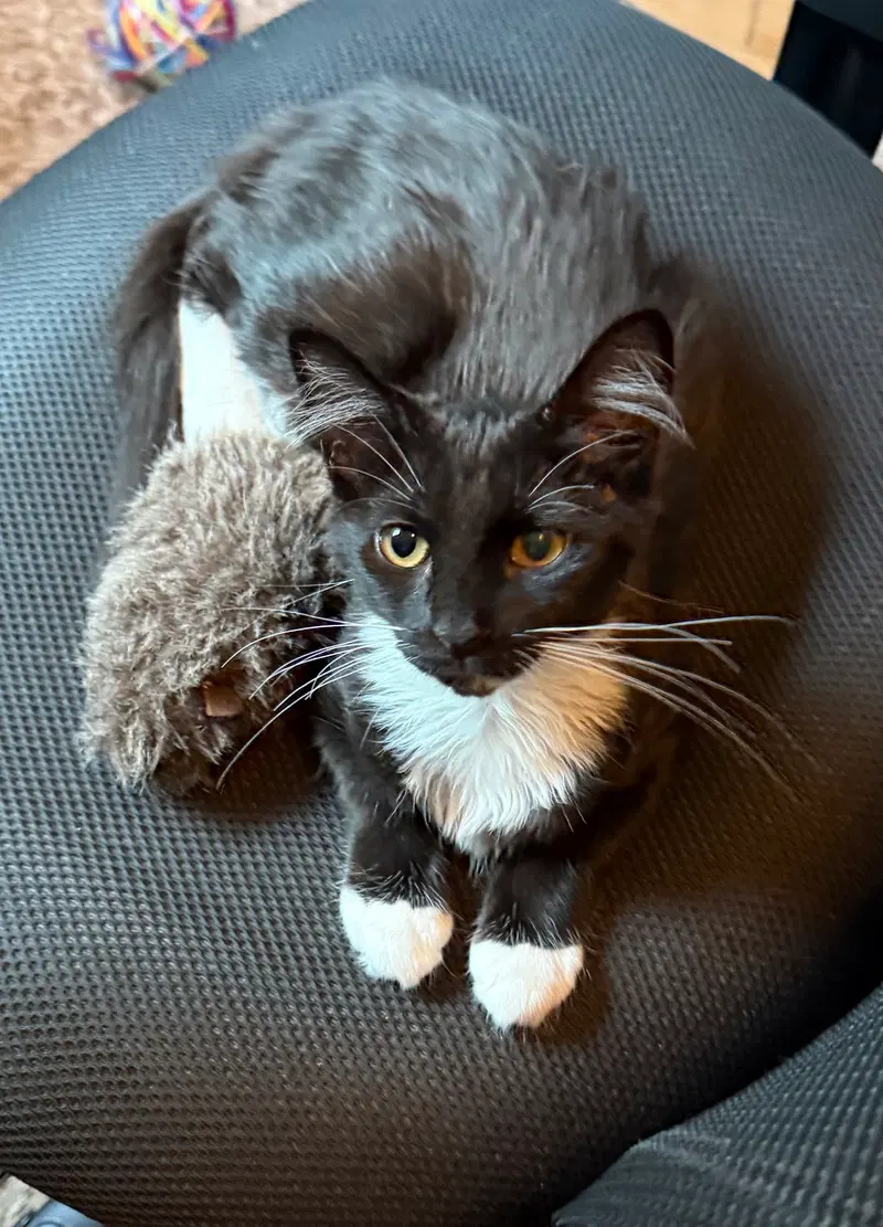 Cece, a young female cat up for adoption