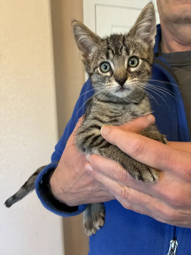 Darrow, a young male cat up for adoption