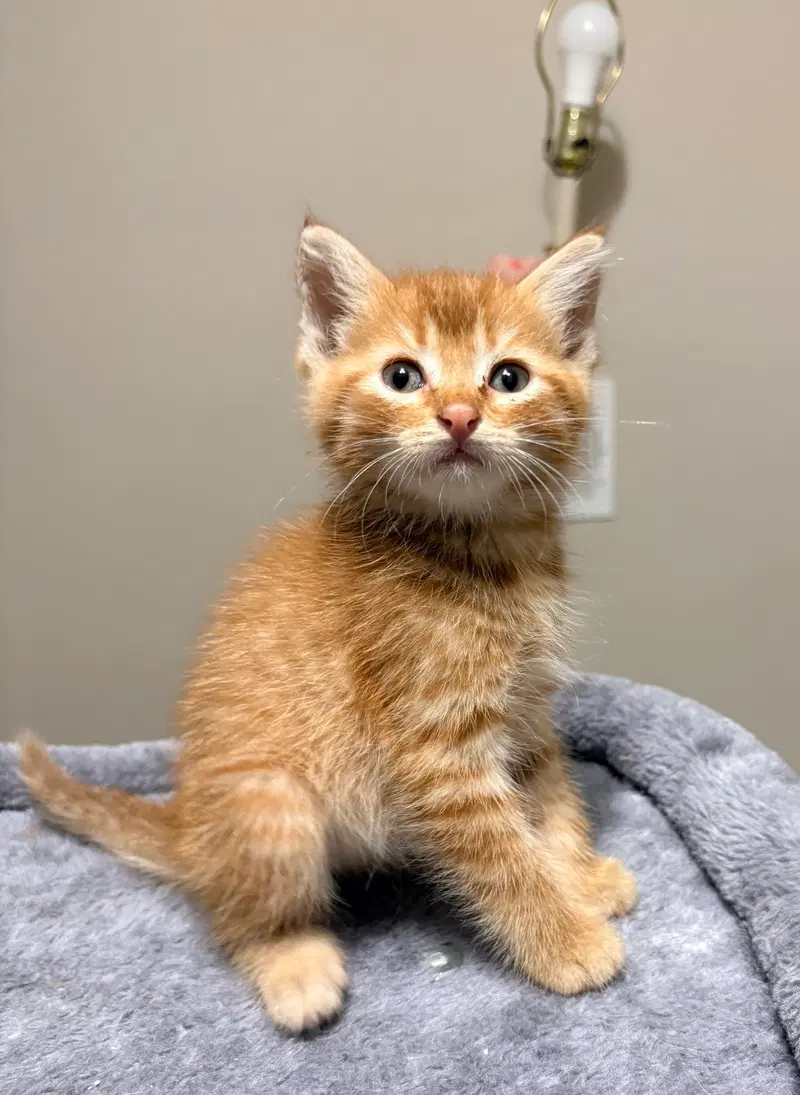 Hudson, a male kitten up for adoption