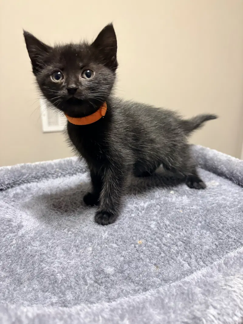 Soho, a female kitten up for adoption