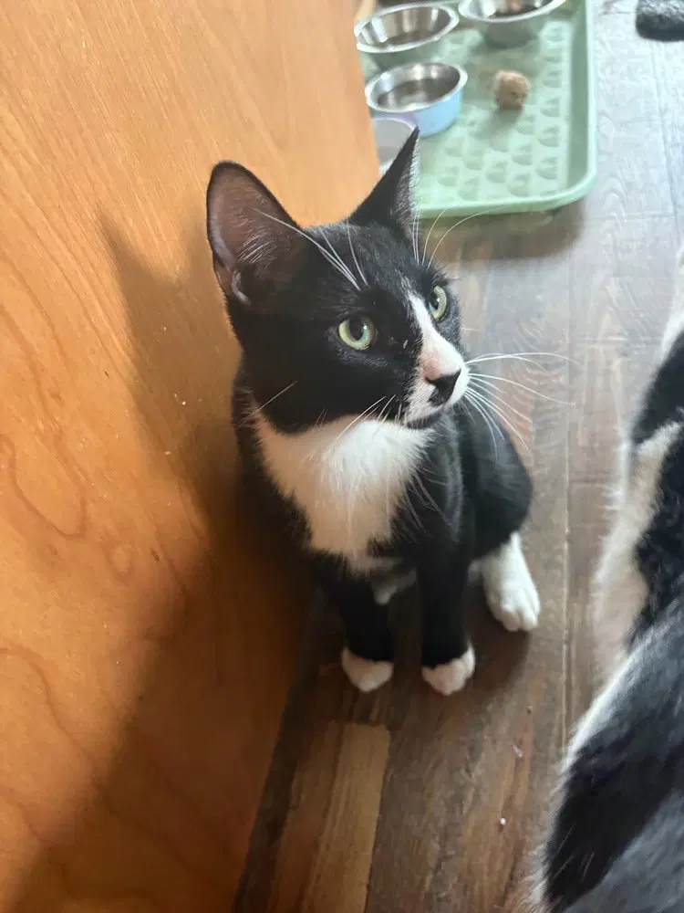Sherlock, a male kitten up for adoption