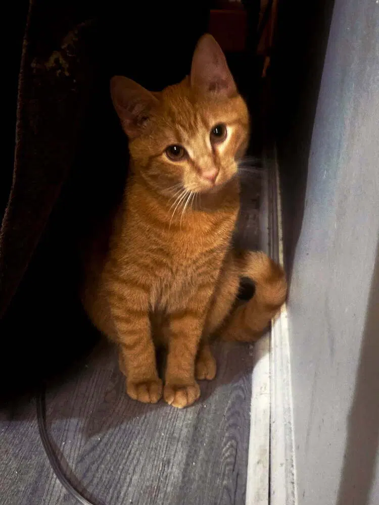 Dipper, a male kitten up for adoption