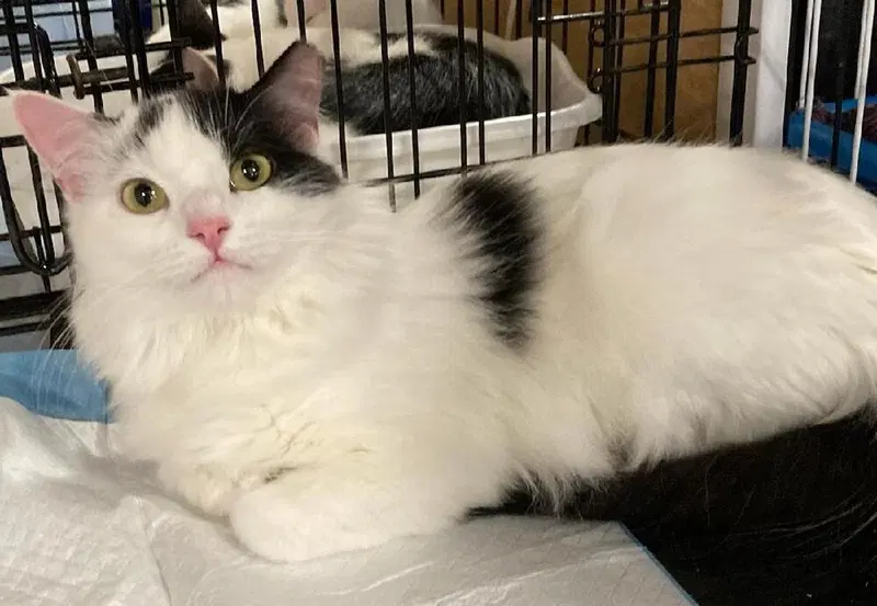Main, a female kitten up for adoption