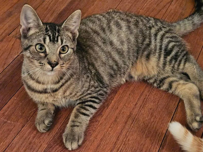 Cinnezac, a female kitten up for adoption